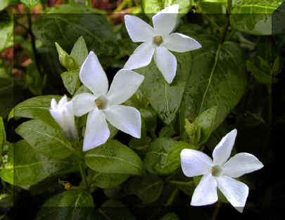 vinca_minor_alba.jpg (16258 Byte)