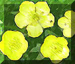 bg_boglarka.jpg (5121 Byte)